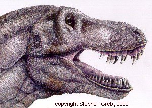 300x213 Draw T. Rex - T Rex Head Sketch