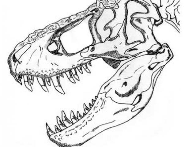 Голова тирекса рисунок