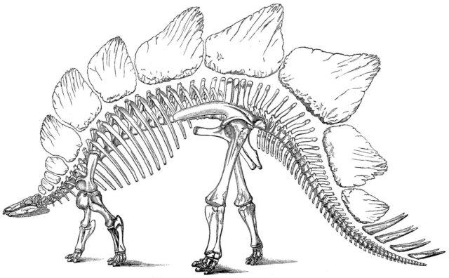 640x396 Dinosaur Skeleton Pictures - T Rex Skeleton Sketch
