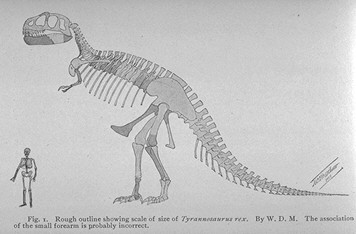 356x234 A History Of Dinosaur Hunting And Reconstruction - T Rex Skeleton Sketch
