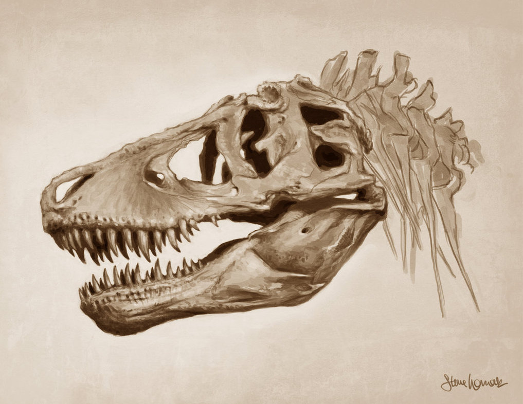 1017x786 T Rex Skull By Sbwomack - T Rex Skeleton Sketch