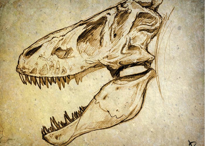 700x500 Adult Tyrannosaurus Rex Skull Greeting Card For Sale By Paul - T Rex Skeleton Sketch