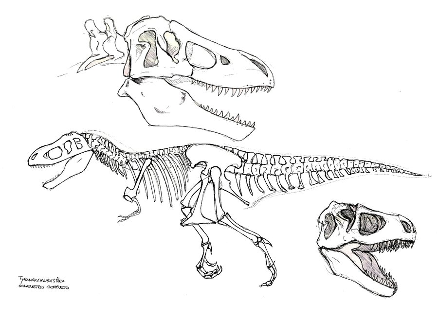 900x660 Tyrannosaurus Rex Studio By Telera1701 - T Rex Skeleton Sketch
