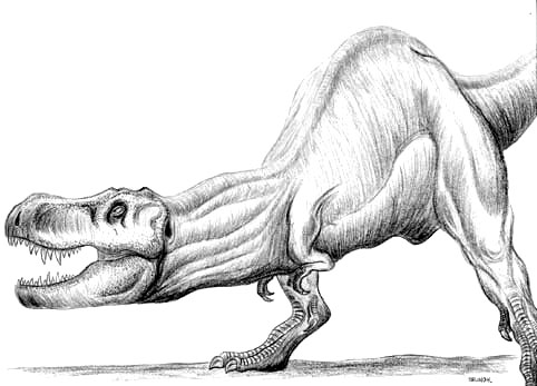 482x347 T Rex Sketch By Christoferson - T Rex Sketch