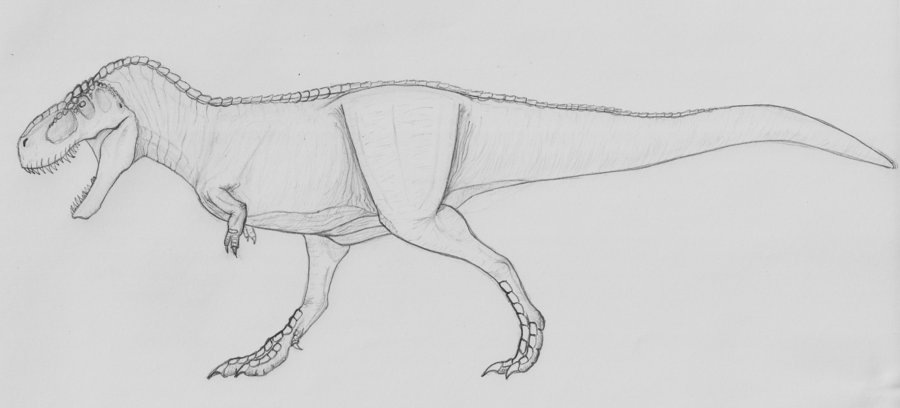 900x408 T. Rex Sketch By Thek560 - T Rex Sketch