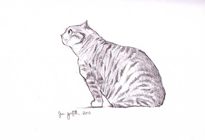 700x480 Large Tabby Cat Side View Buy Original Drawing Now On - Tabby Cat Sketch