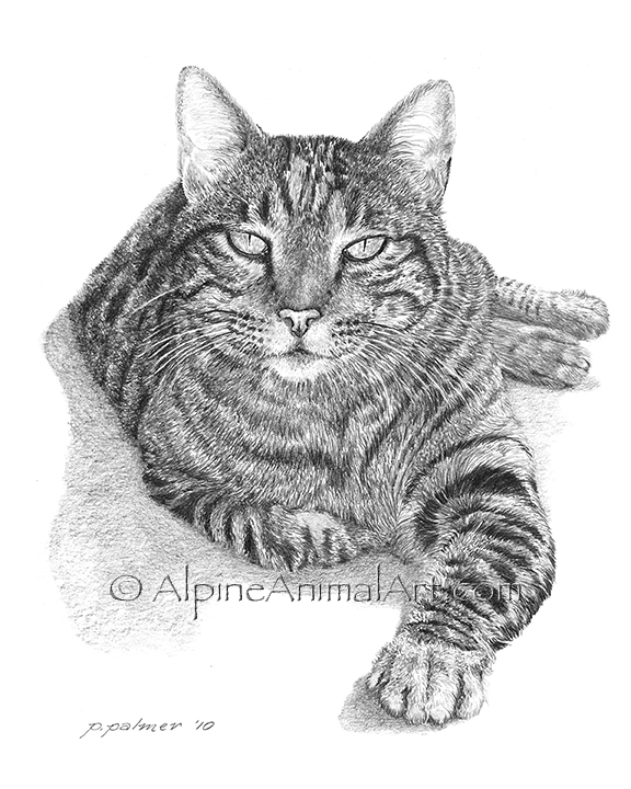 576x720 Alpine Animal Art - Tabby Cat Sketch