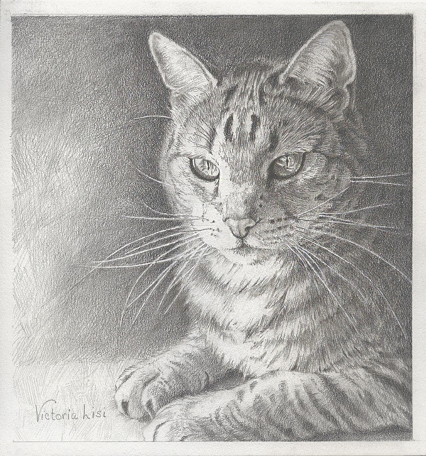 841x900 Sunlit Tabby Cat Drawing By Victoria Lisi - Tabby Cat Sketch