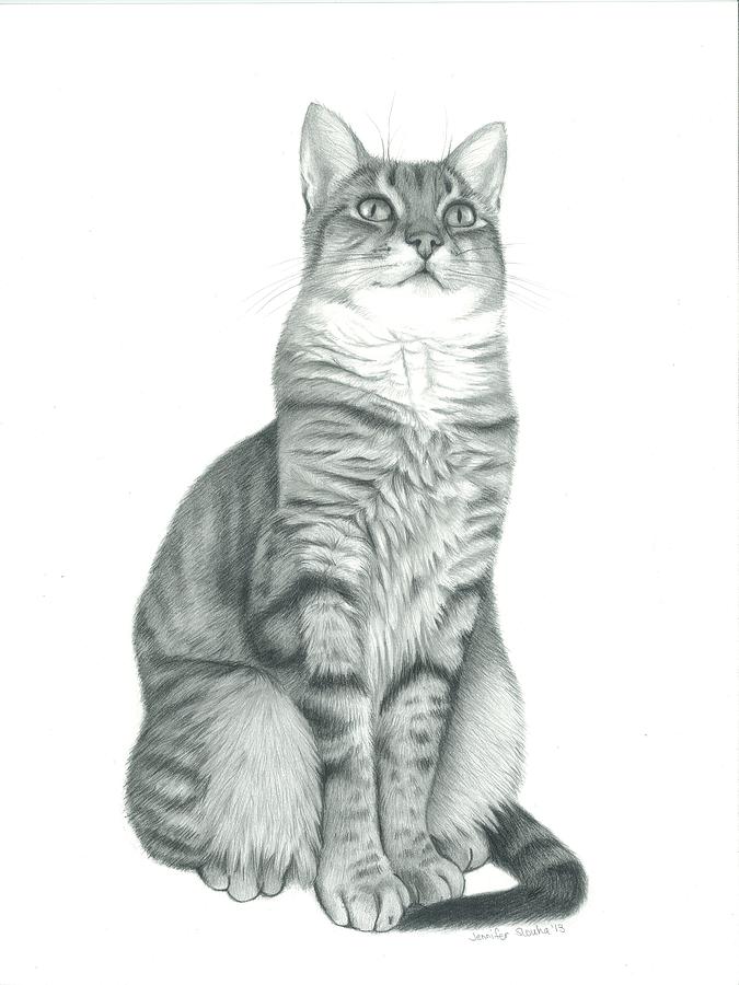 675x900 Tabby Cat Drawing By Jennifer Slouha - Tabby Cat Sketch