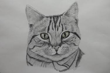 Tabby Cat Sketch at PaintingValley.com | Explore collection of Tabby ...