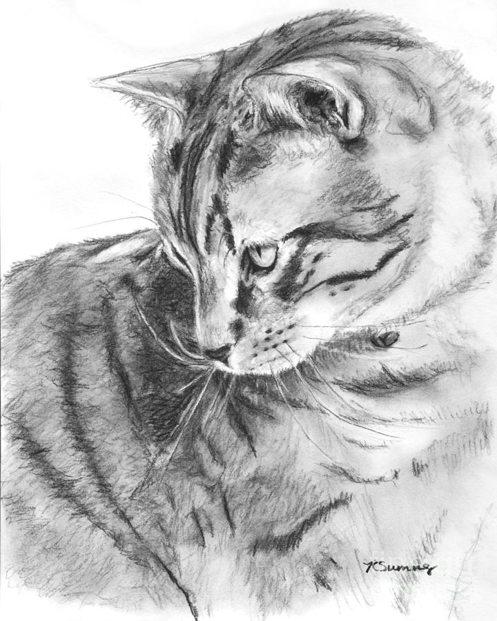 720x900 Tabby Cat In Profile Drawing Drawing By Kate Sumners - Tabby Cat Sketch