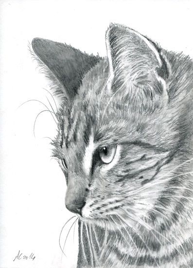 397x550 Tabby Cat Original Painting Drawing Graphit Kitten Chat Tiger - Tabby Cat Sketch