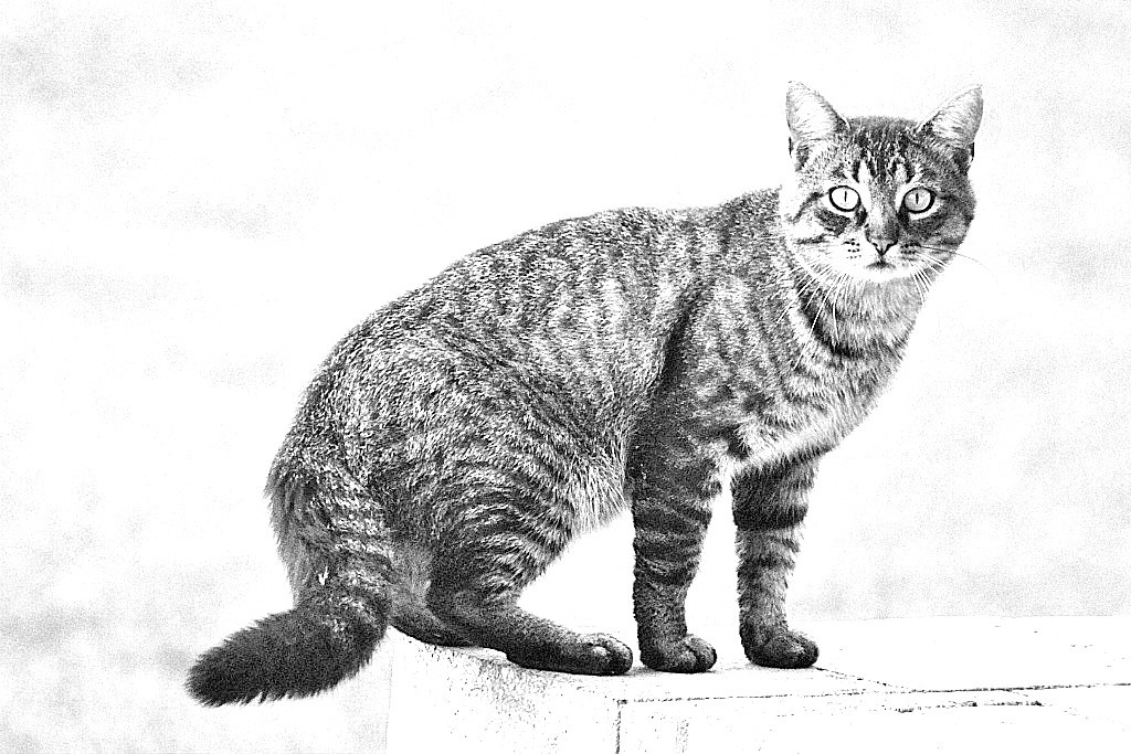 1024x683 Brown Tabby Cat Bampw Pencil Sketch 002 Brown Tabby Cat - Tabby Cat Sketch