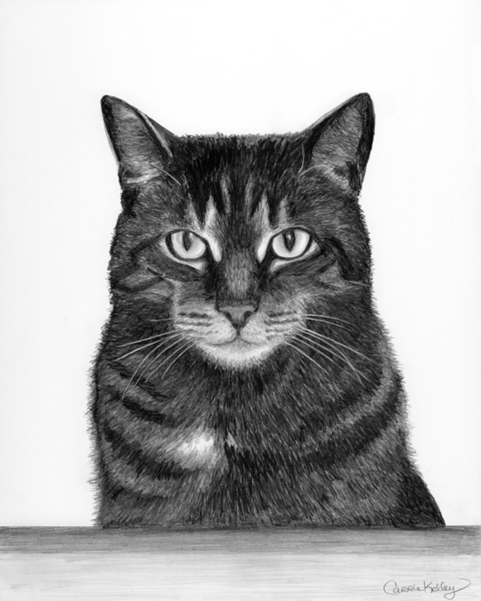 540x675 Tabby Cat Sketch Carrie Kelley Art - Tabby Cat Sketch