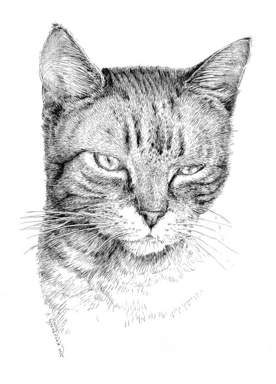 570x792 Tabby Cat Drawing Black And White Art Pen And Ink Print Etsy - Tabby Cat Sketch
