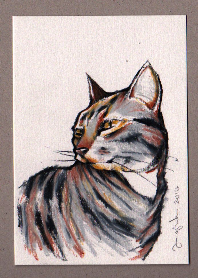 693x972 Tabby Cat Sketch - Tabby Cat Sketch