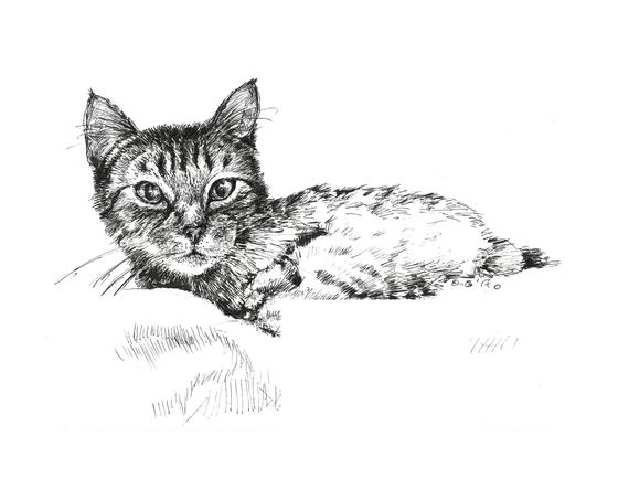 570x453 Cat Sketch 8x10 Pen And Ink Black And White Original Etsy - Tabby Cat Sketch