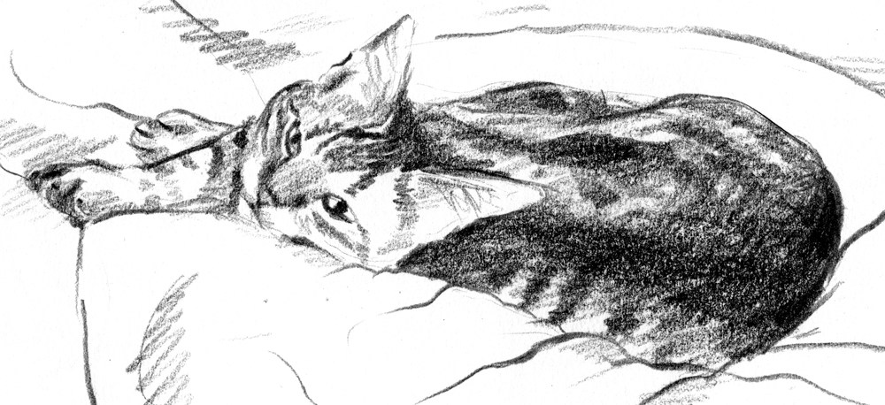1000x458 Featured Artwork Toddler And Tabby Cat, Two Sketches ~ The - Tabby Cat Sketch