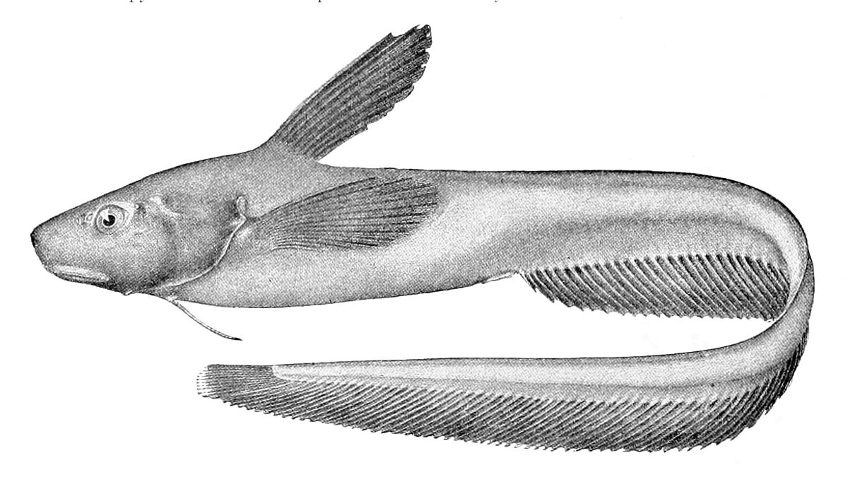 1200x699 Jellynose Fish - Tadpole Sketch