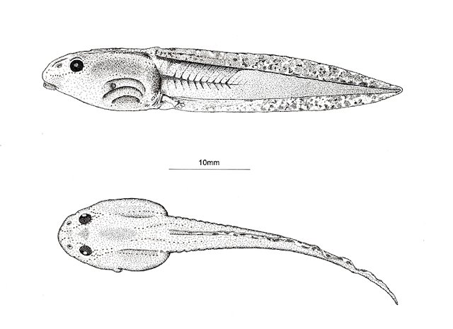 640x465 Julia Thompson Illustrations - Tadpole Sketch