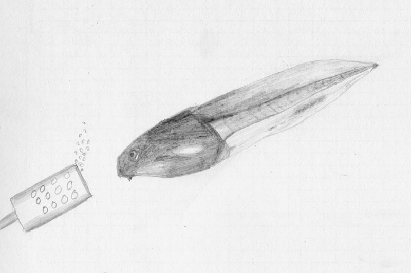 800x533 Random Artwork - Tadpole Sketch