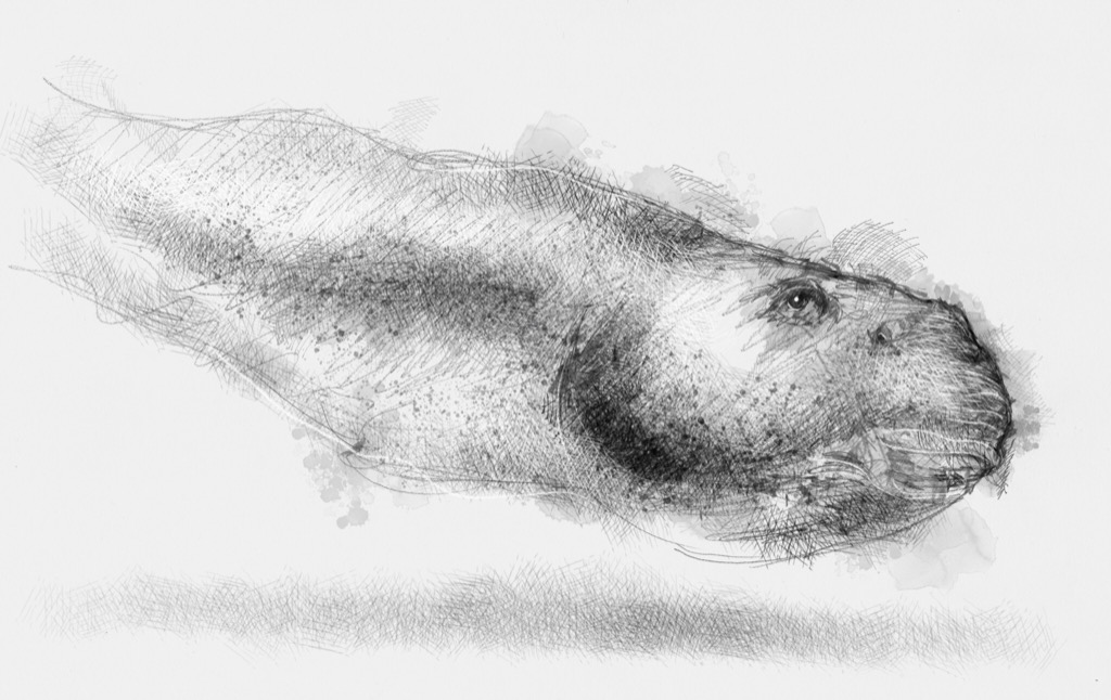 1024x646 Sketch A Day Seanbriggs - Tadpole Sketch