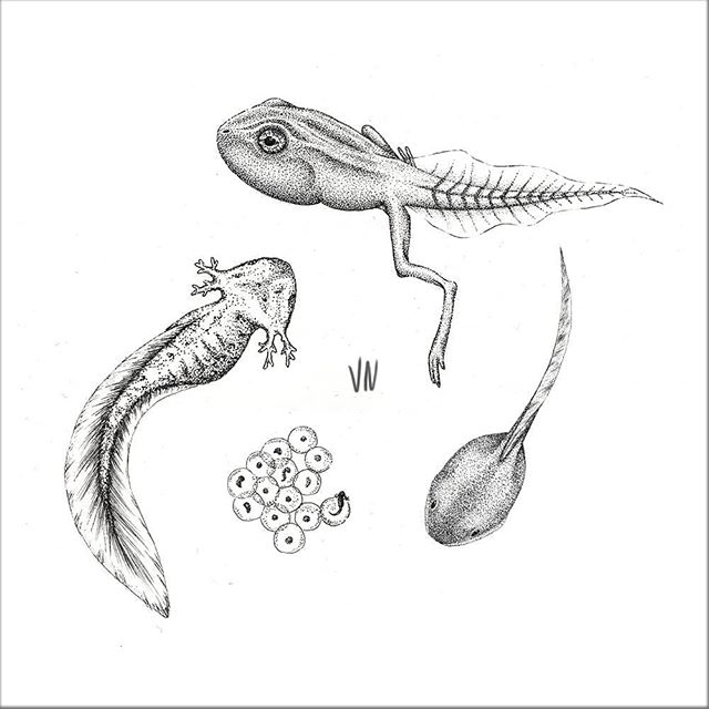 640x640 Tadpole Instagram Posts (Photos And Videos) Instagub - Tadpole Sketch