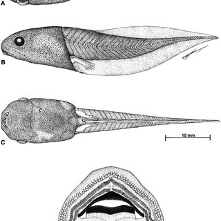 320x320 Tadpole Of Phrynomedusa Dryade (Cfbh29573) And Detail Of Its Oral - Tadpole Sketch