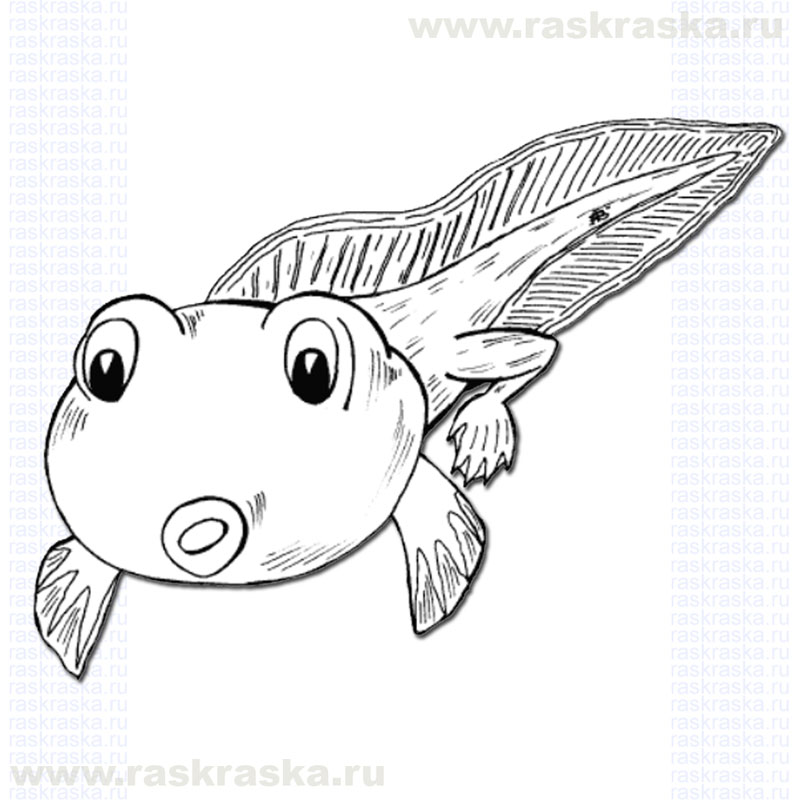 800x800 Tadpole Raskraska Outline Picture For Print. Free For Kids From - Tadpole Sketch