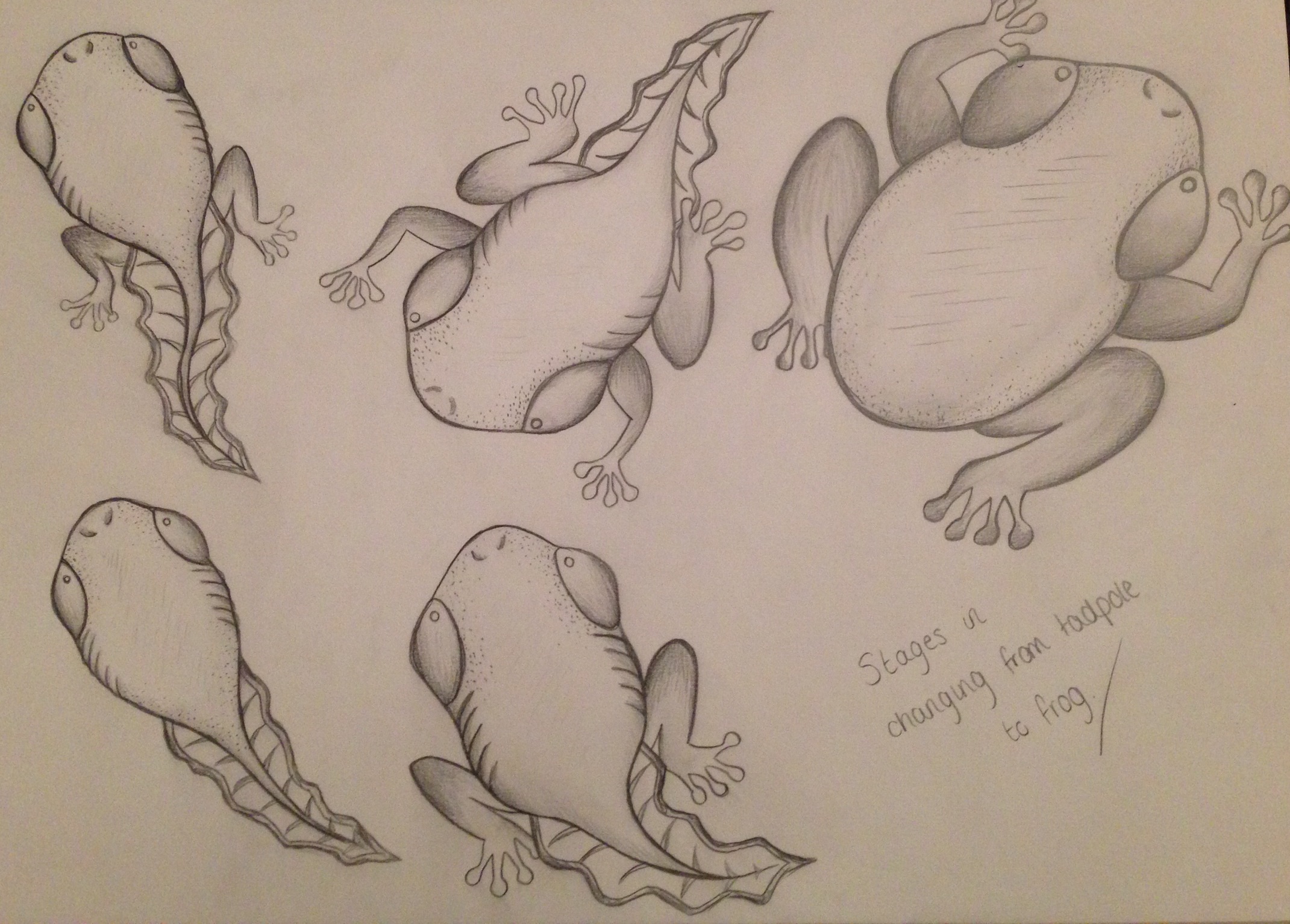 2141x1534 Character Sketchesdesigns For Animation Rheadawnblog - Tadpole Sketch