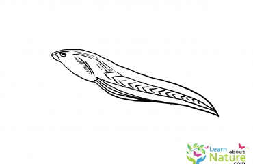 370x240 Tadpoles Coloring Pages Archives - Tadpole Sketch