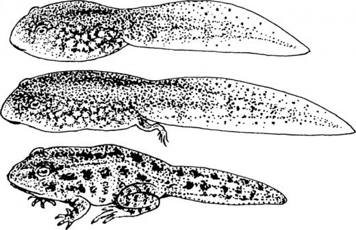 520x336 Tadpoles The Larvae Of Frogs And Toads Owlcation - Tadpole Sketch