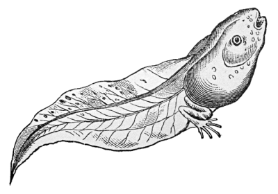 400x280 Tadpole - Tadpole Sketch
