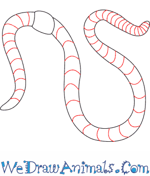 300x350 How To Draw A Worm - Tapeworm Sketch