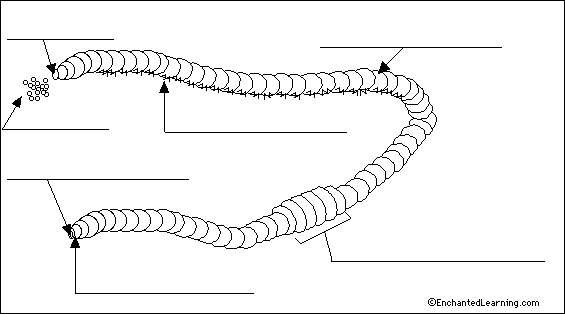 565x314 Label Earthworm Diagram - Tapeworm Sketch