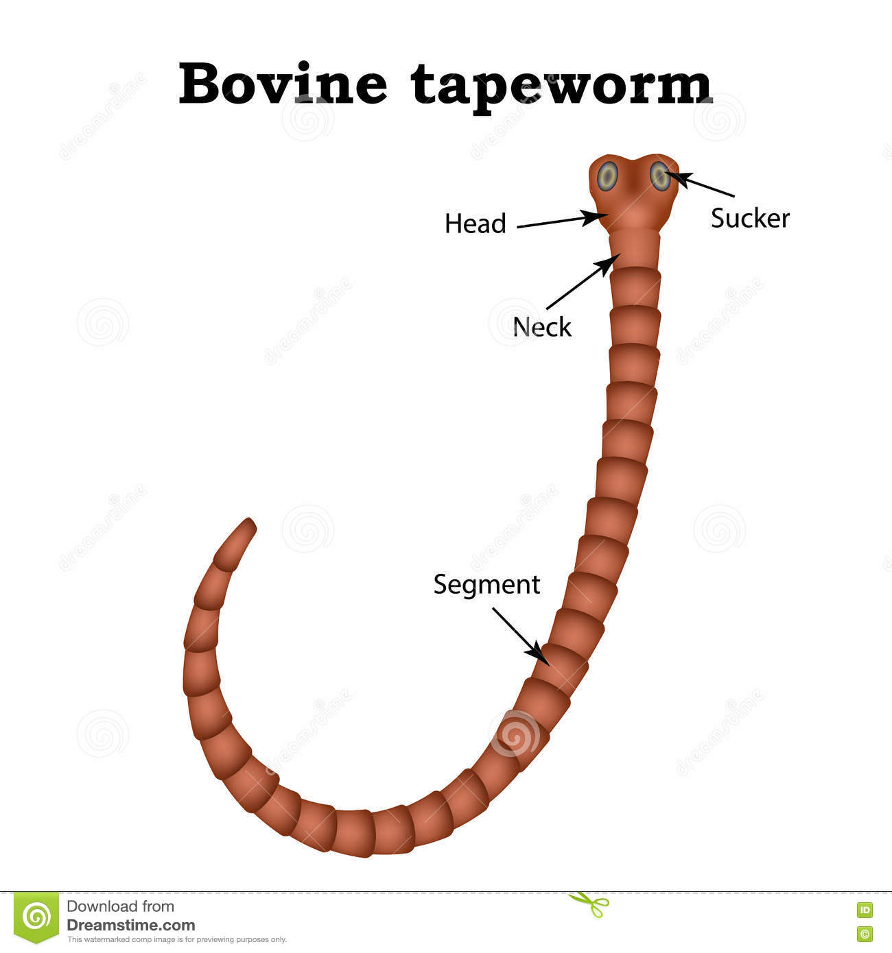Top How To Draw A Tapeworm of all time The ultimate guide 