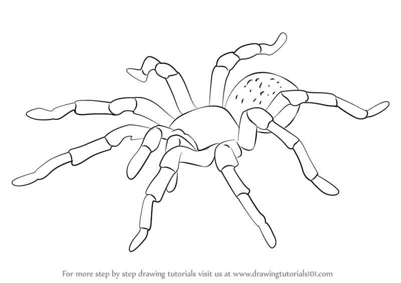 800x566 Learn How To Draw A Tarantula (Arachnids) Step By Step Drawing - Tarantula Sketch