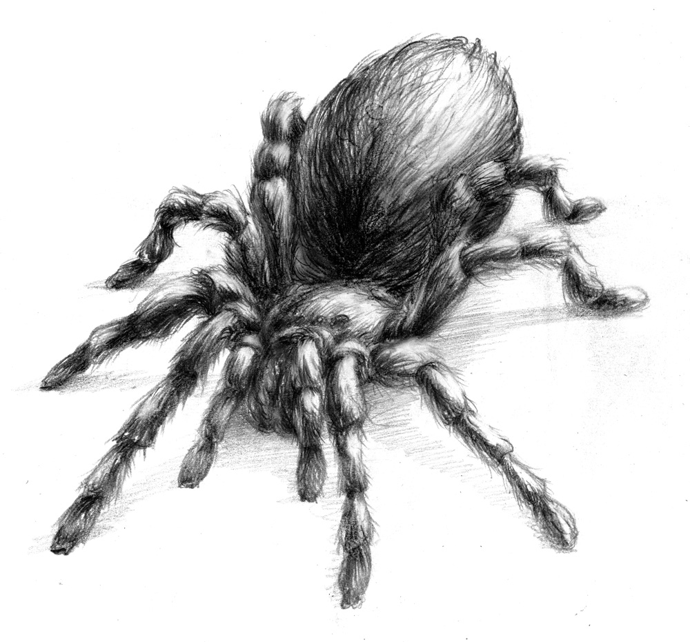 Tarantula Sketch at PaintingValley.com | Explore collection of