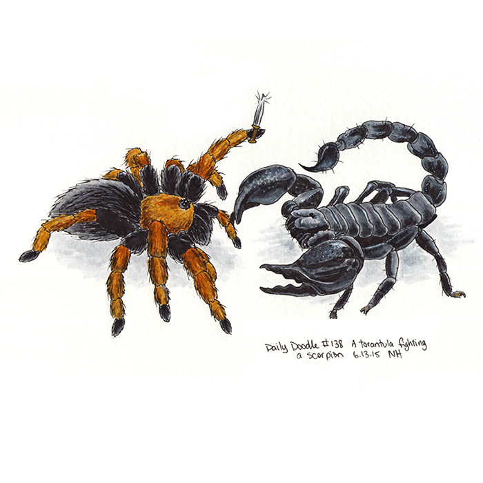 Tarantula Sketch At PaintingValley.com | Explore Collection Of ...