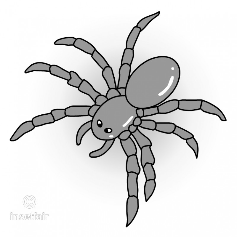 Tarantula Sketch at Explore collection of