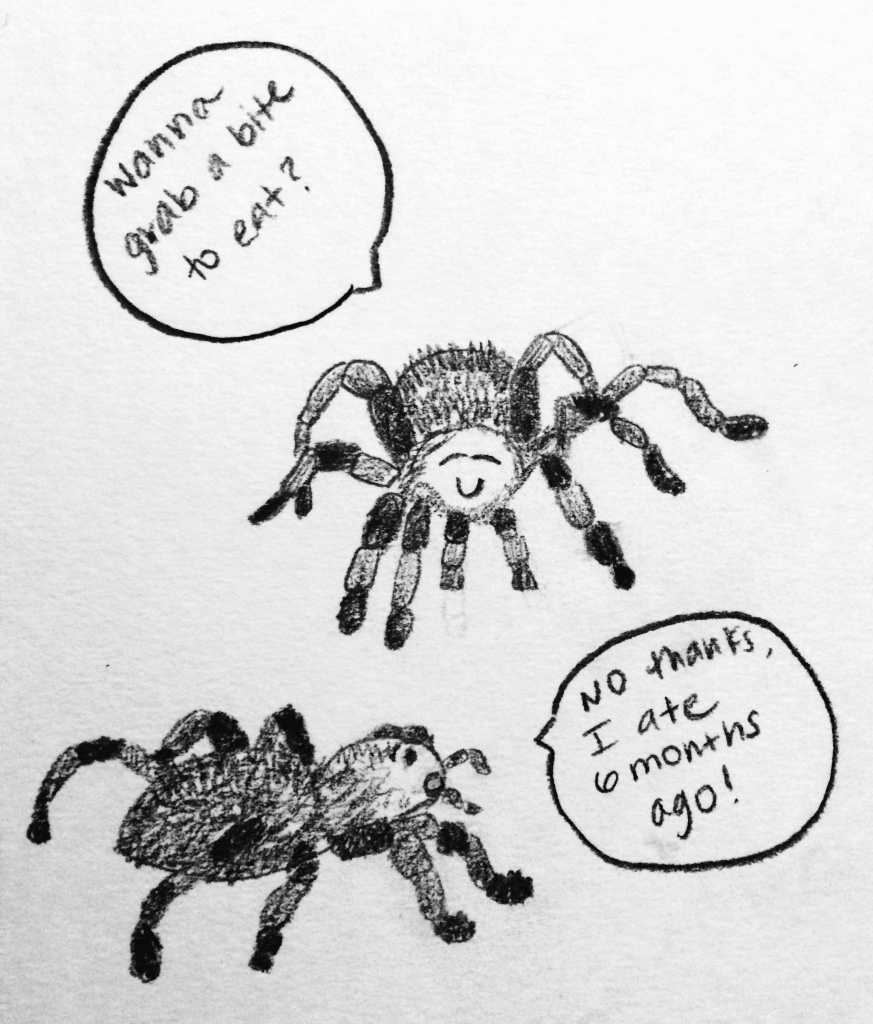 873x1024 Sunday Sketch Tarantula Appetite - Tarantula Sketch