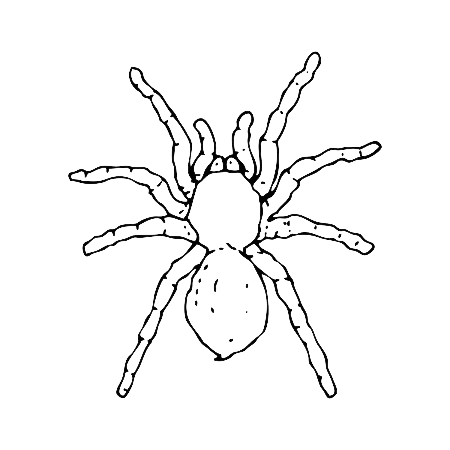 How To Draw A Tarantula Step By Step Easy