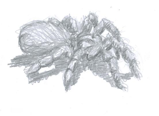 552x405 Tarantula Sketches - Tarantula Sketch