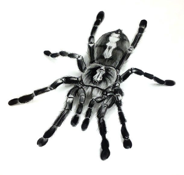 Tarantula Sketch at Explore collection of