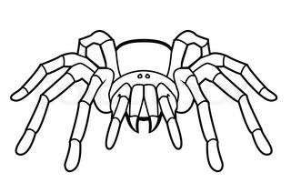 320x201 Vector Hand Drawn Spider Tarantula Outline Doodle Icon. Spider - Tarantula Sketch