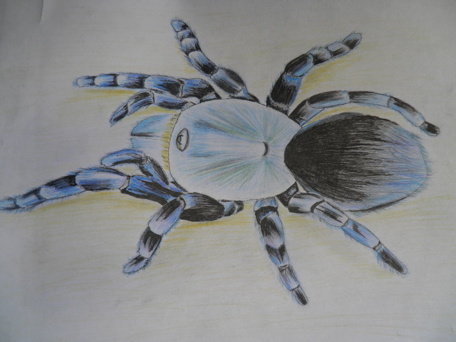 900x675 Tarantula Sketch By Shad0woner - Tarantula Sketch