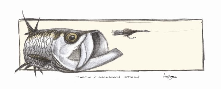 720x291 Tarpon Amp Cockroach Pattern - Tarpon Sketch