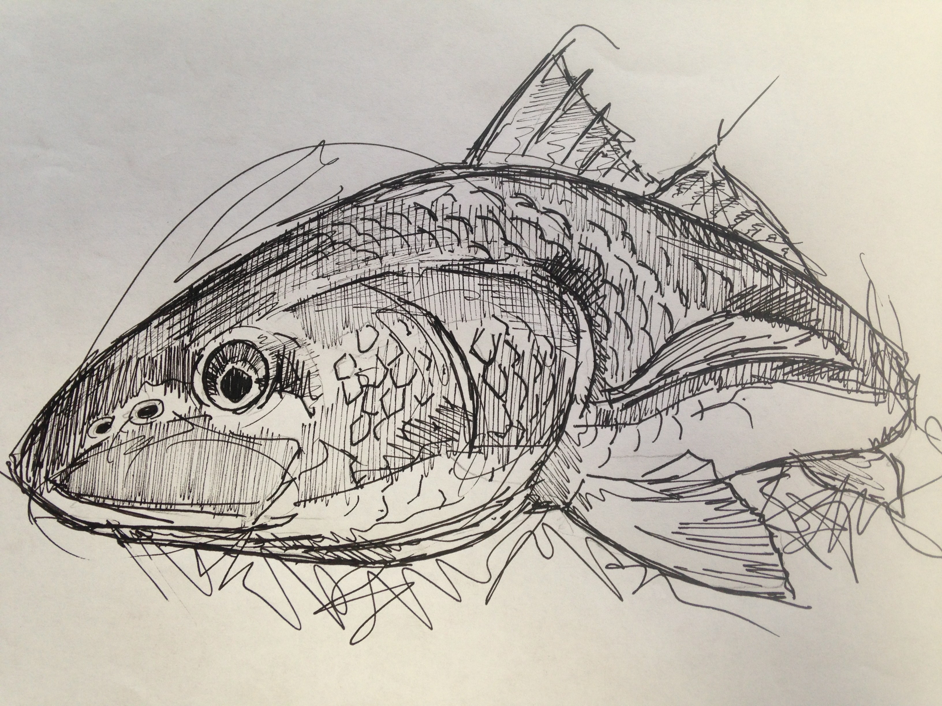 Tarpon Sketch at PaintingValley.com | Explore collection of Tarpon Sketch