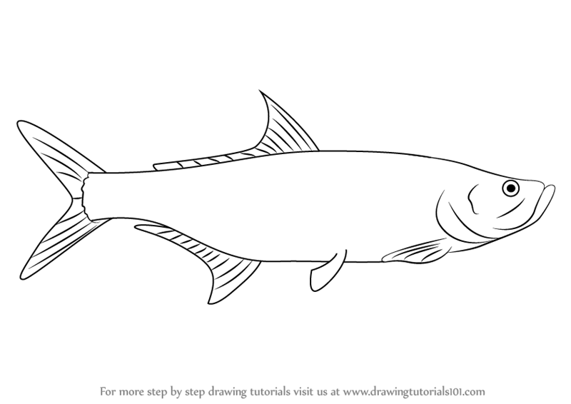 800x566 Learn How To Draw A Tarpon (Fishes) Step By Step Drawing Tutorials - Tarpon Sketch