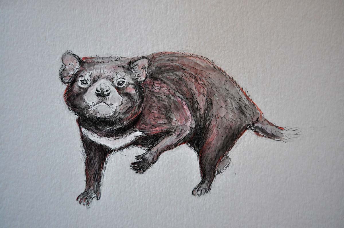 1200x797 Take A Line For A Walk Pen Sketches Amp Devils Of The Tasmanian Type - Tasmanian Devil Sketch